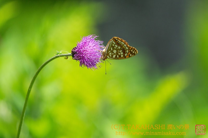 ../Images/7R240707 (160).jpg